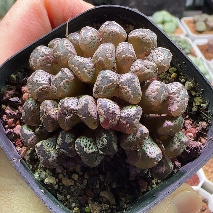 星***望988。            哈哈哈哈哈哈哈哈。