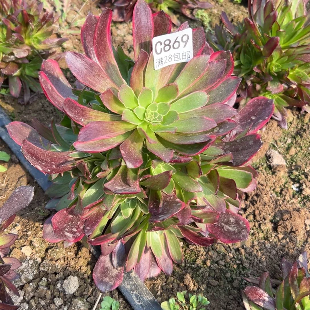 869多肉  金丝雀