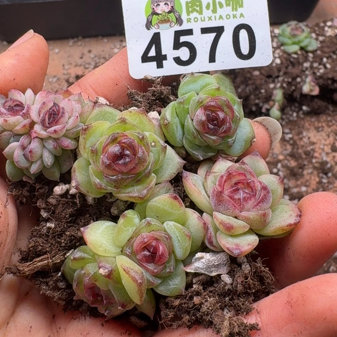 多肉植物多肉植物