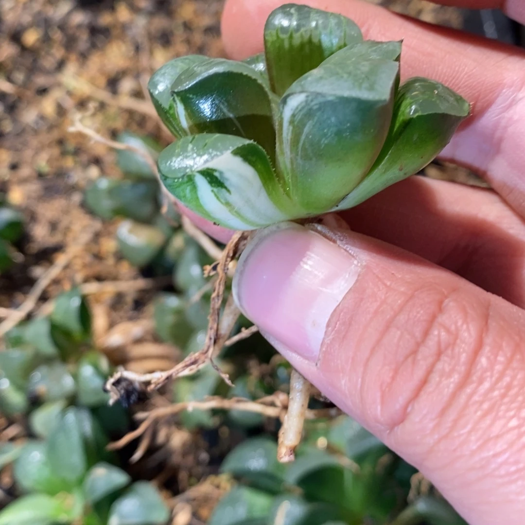 347 一颗实生咖啡锦 点赞福利