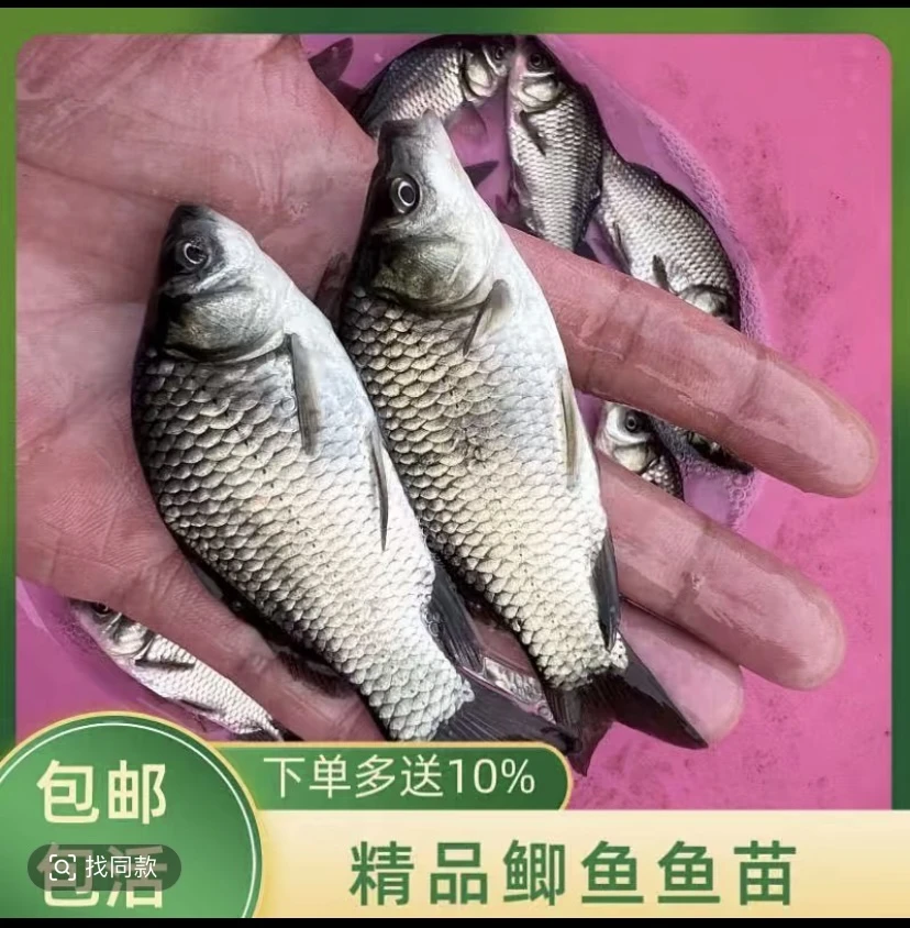 [鲜活顺分包邮】鲫精品中科五号鲫生态鲜活批发淡水鱼苗黄金鲫鱼苗