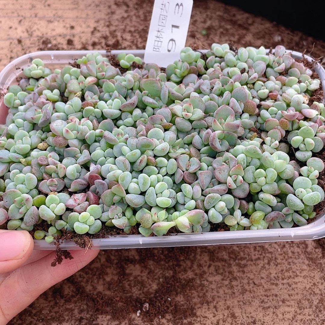 小***ღ多肉植物多肉植物913