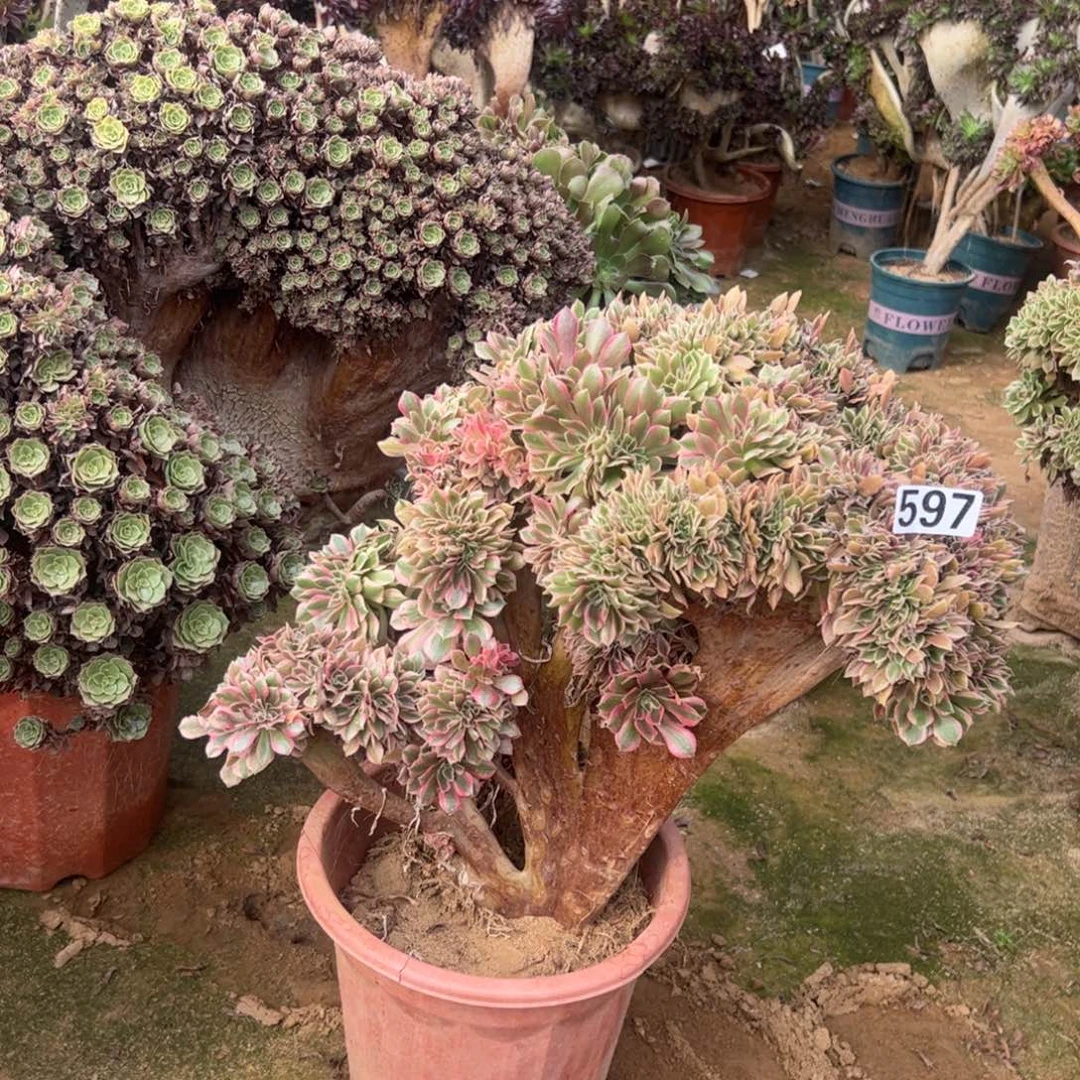 有伤女神缀597冠服43