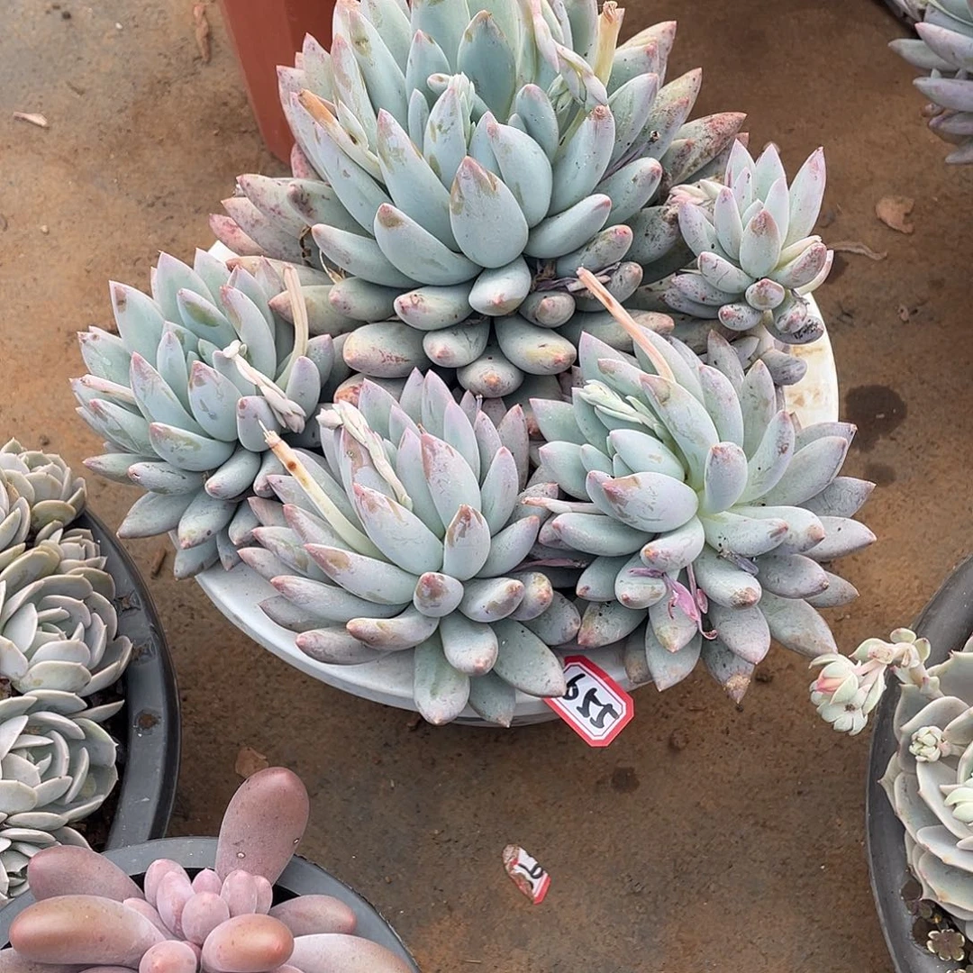 655所罗门 一物一拍多肉