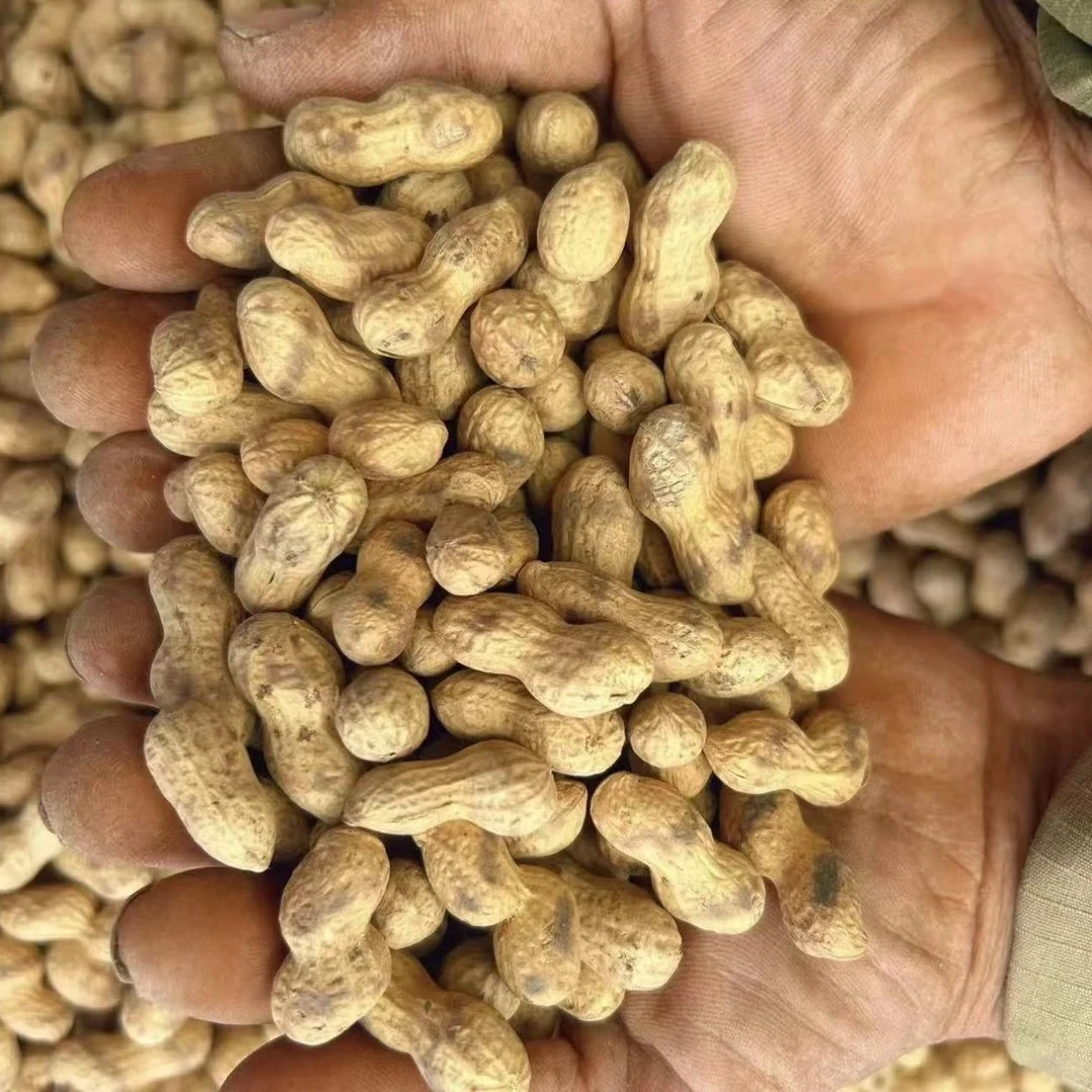 （2024年新货）铁锅炒花生柴火炒原味花生大颗粒带壳花生1