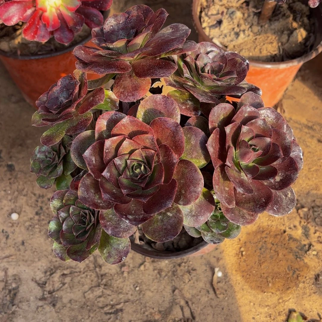 魅金玫瑰绣球9.9木质老桩