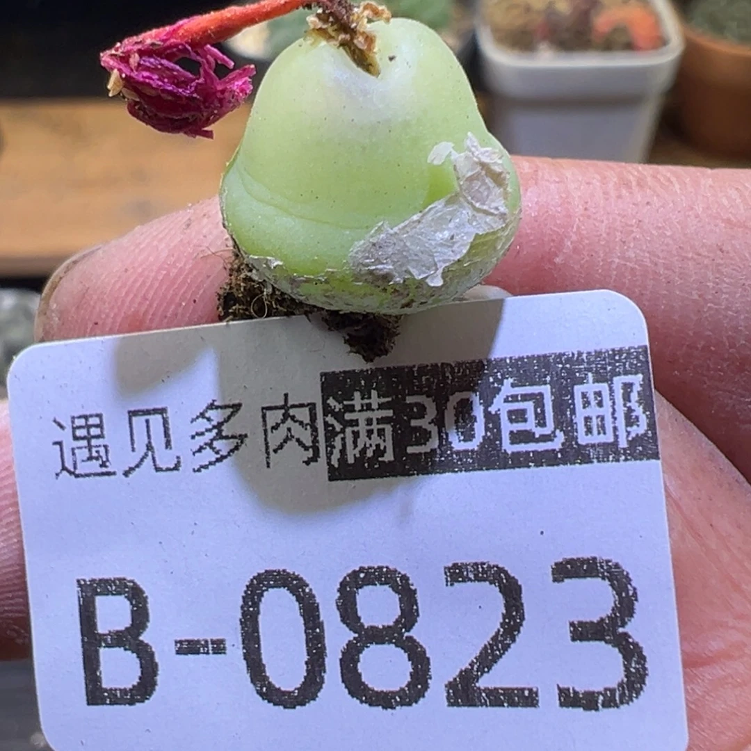 多肉植物11111111111