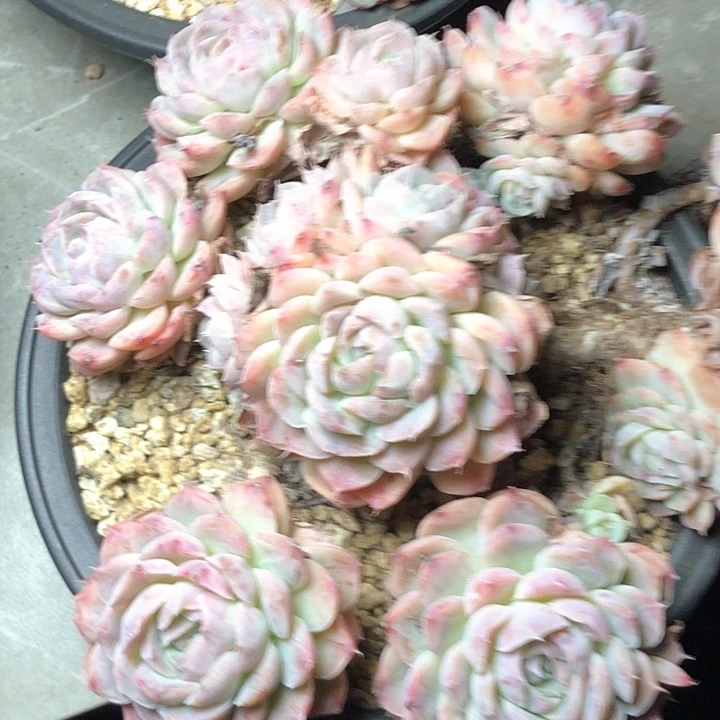 小**G129///////////////////