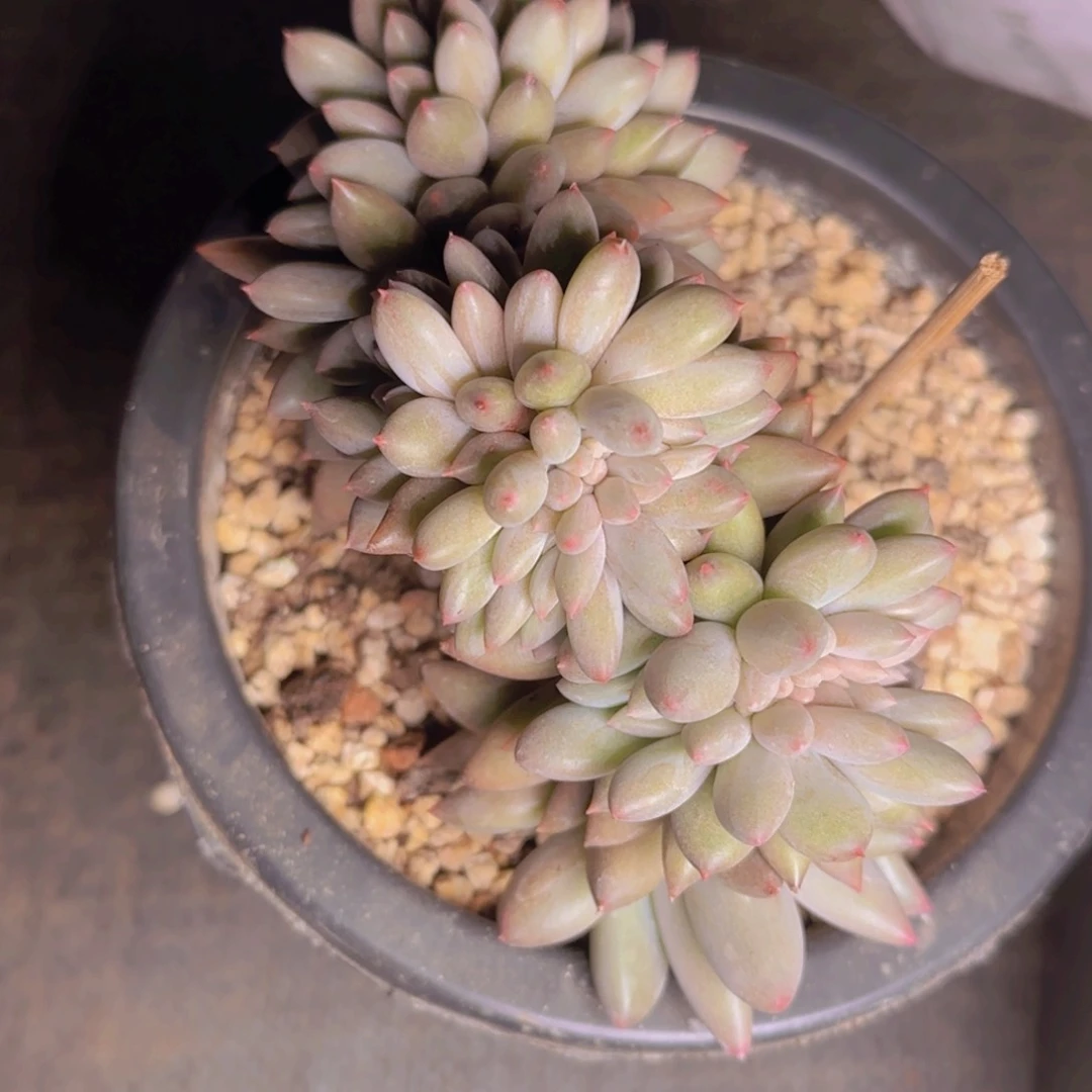 红蜻蜓缀福利11111111111