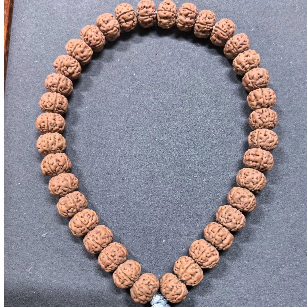 【哎嘿精选】老树王（单圈）