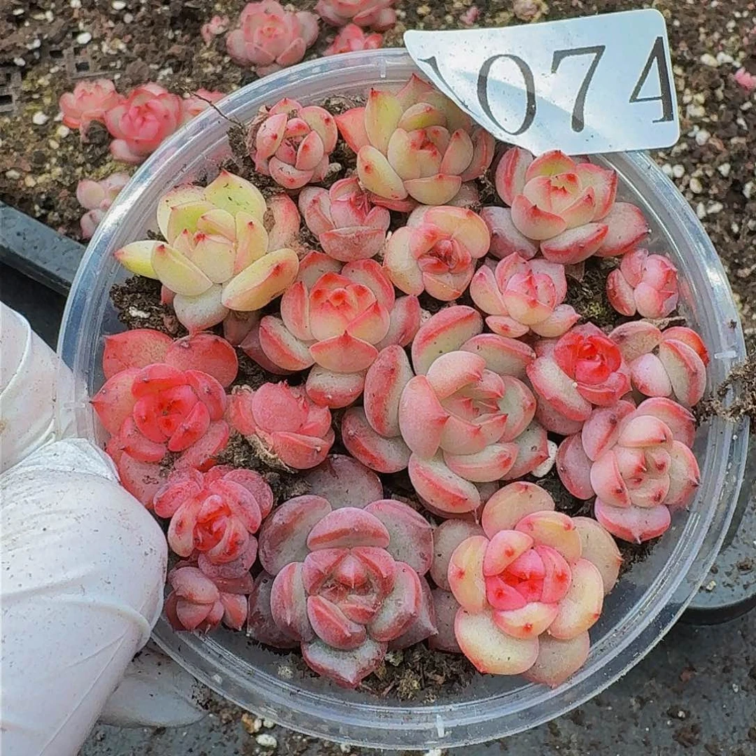 多肉植物多肉植物1074