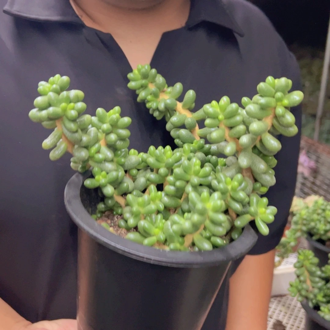 绿龟卵整装整群老桩