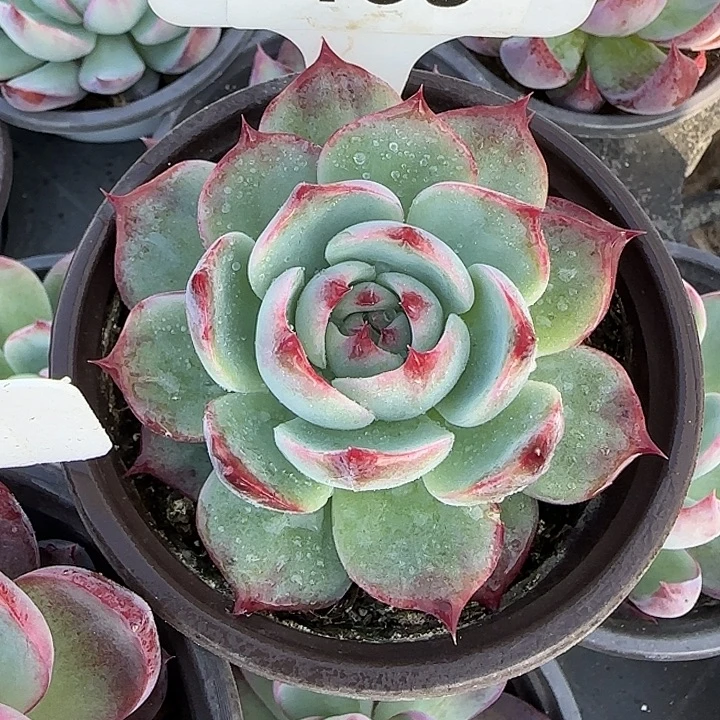 138 惊鸿仙子多肉植物7-9cm