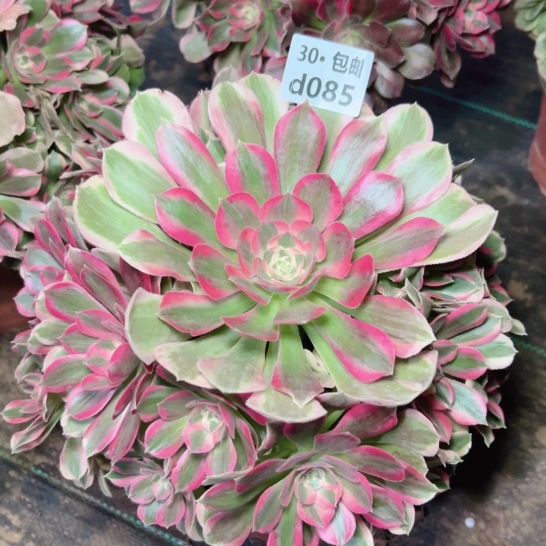 085妖月多肉法师