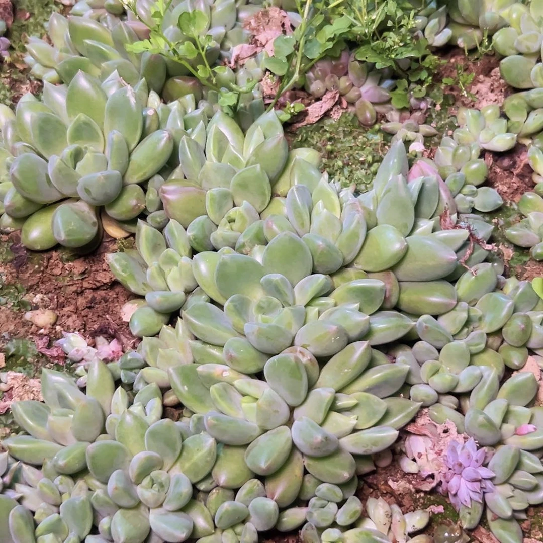 象牙叶插苗默认单头10个，