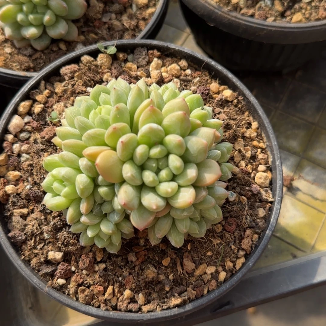 多肉植物 一物一拍