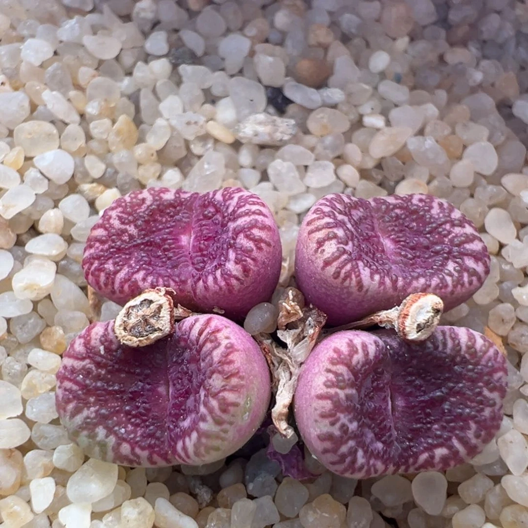 799。江南优选WC恶魔之吻