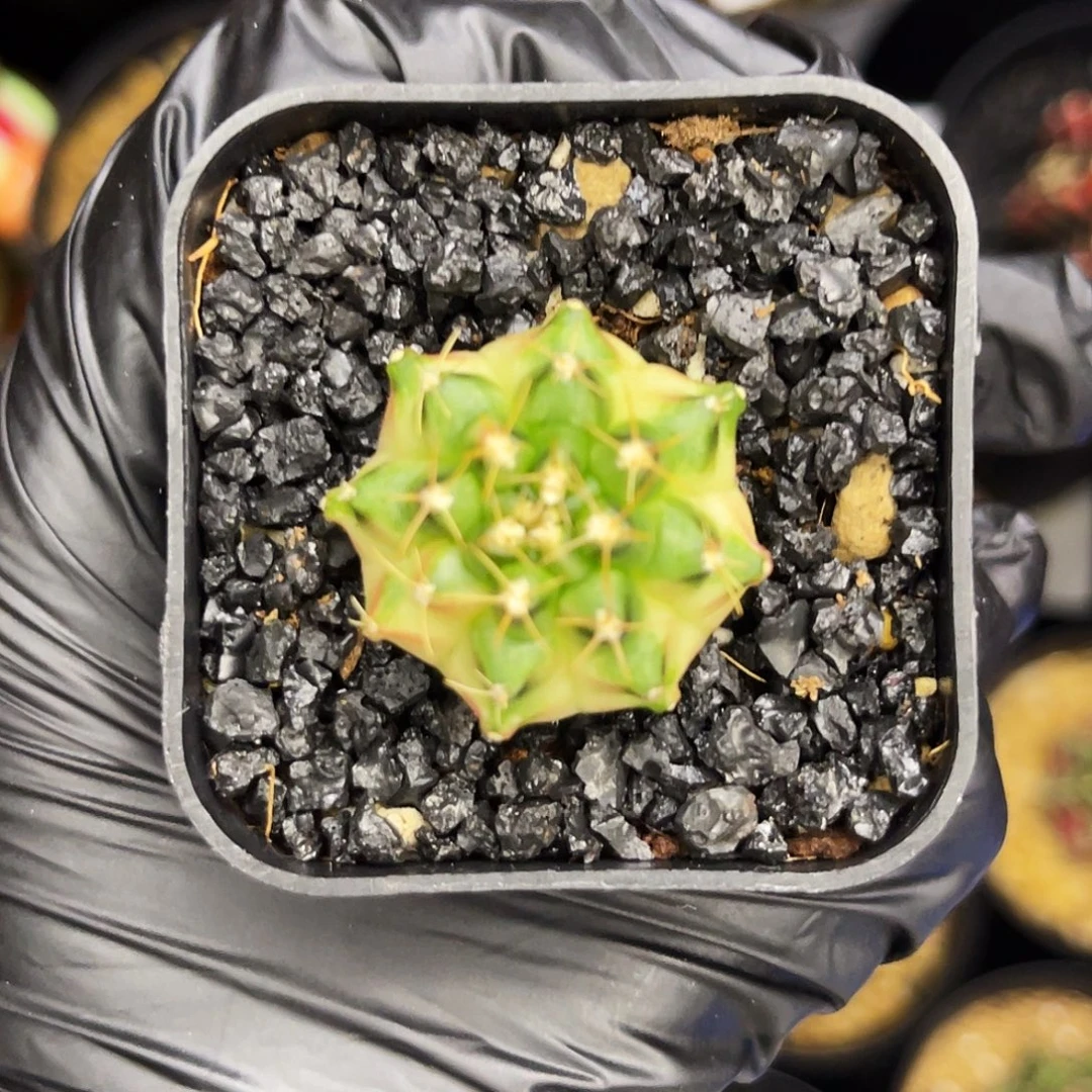 honey moon 名品侧