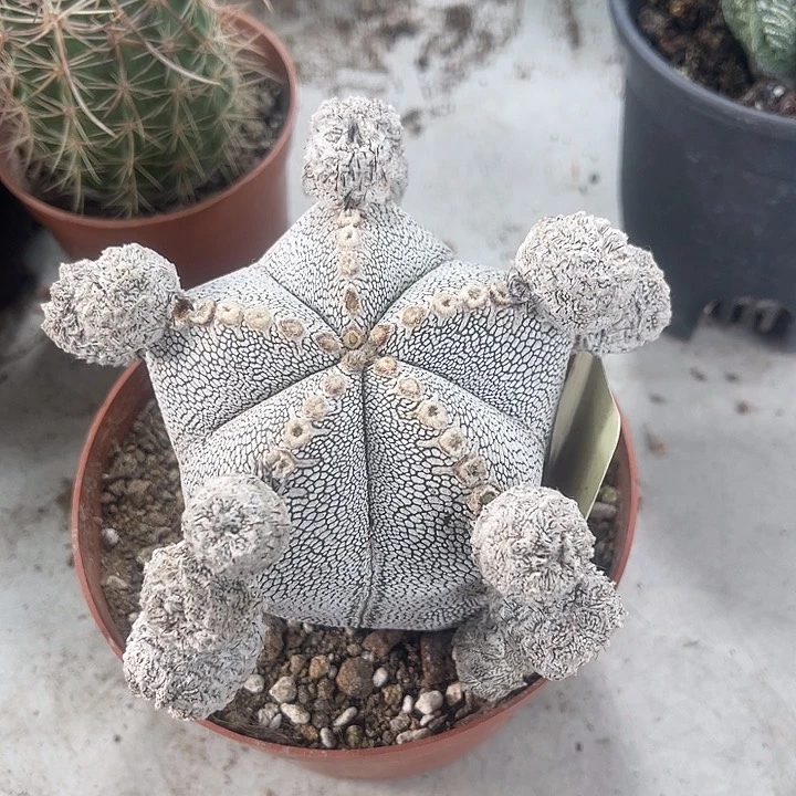 仙人球开花仙人球上