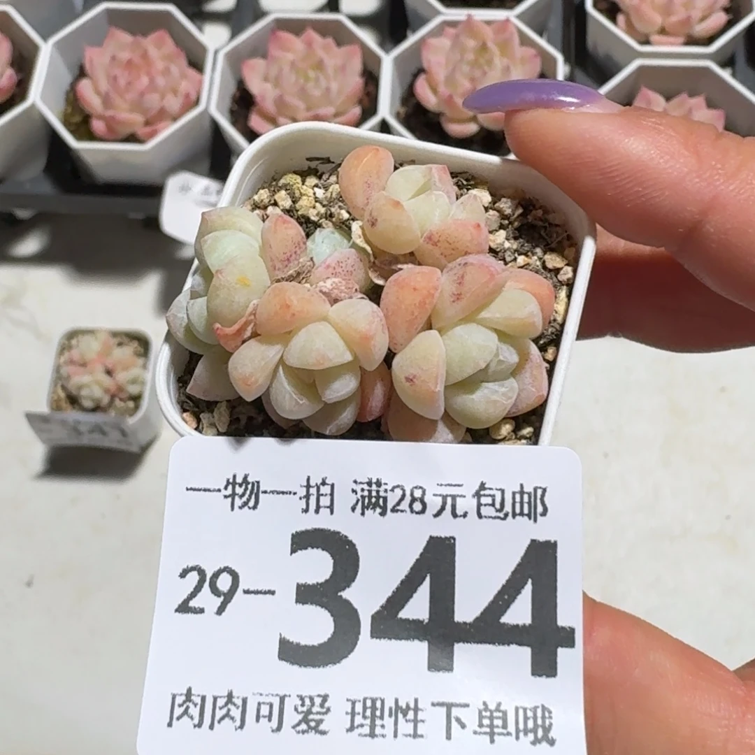 冰玉无盆土发货无盆