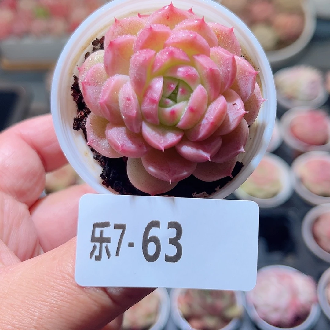 乐7-63 新品单头 