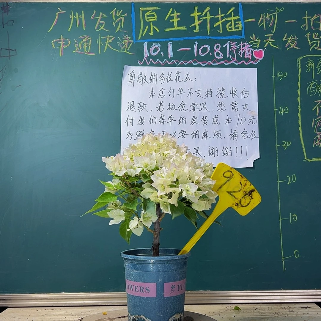 当前无花栽培后可以开花 维拉白  920