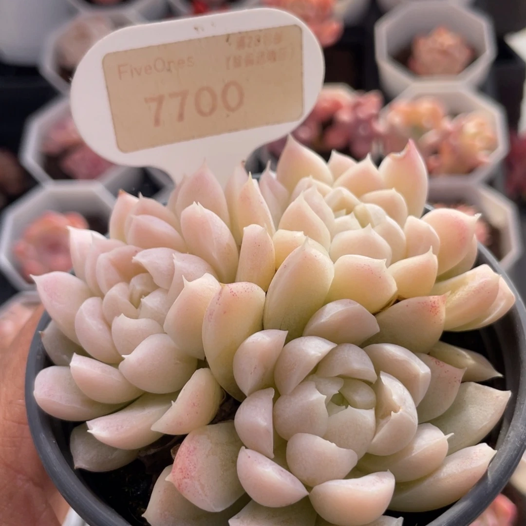 白月影7700-8.0厘米