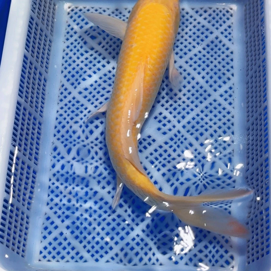 锦鲤甄选锦鲤包邮包活