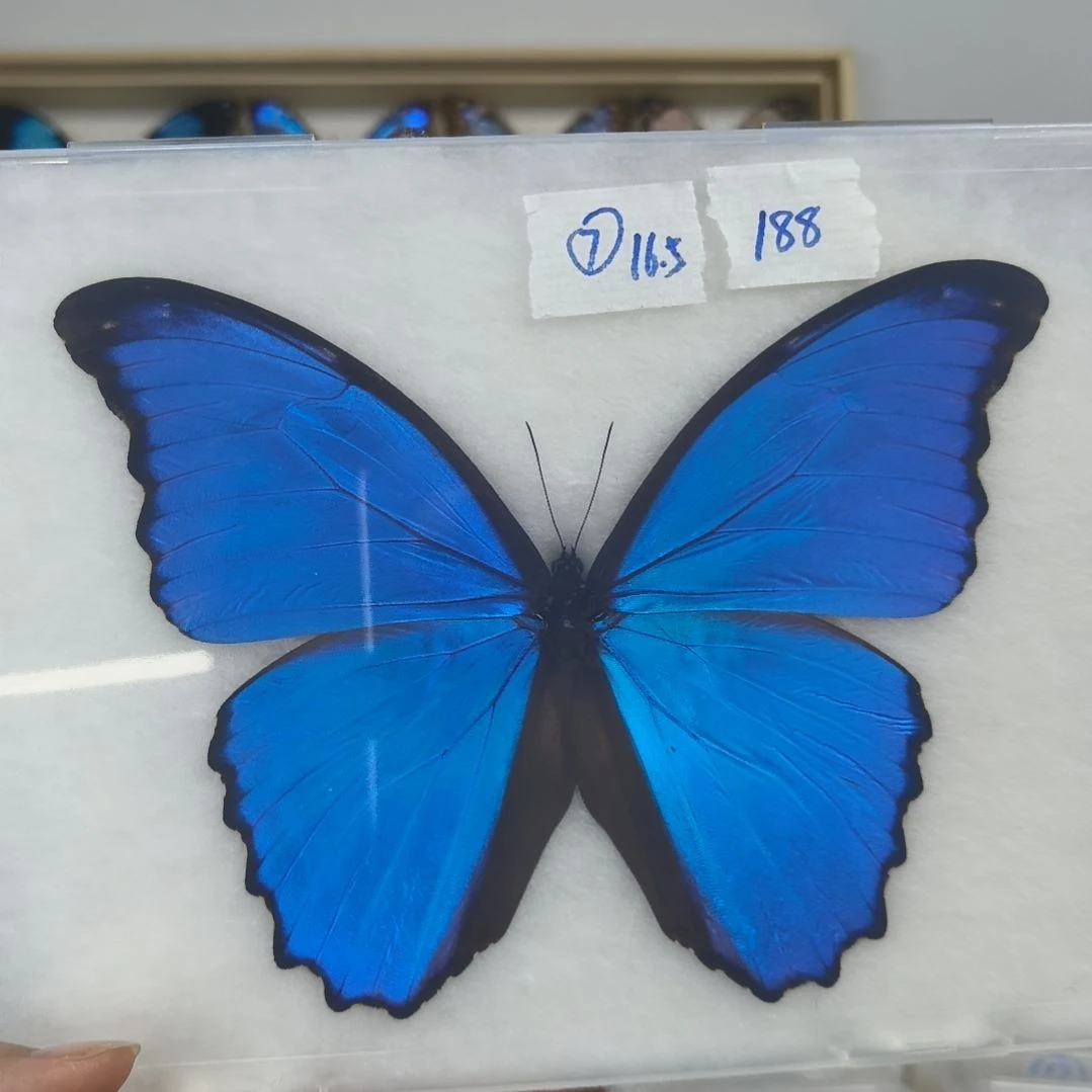 真蝴蝶标本一物一拍