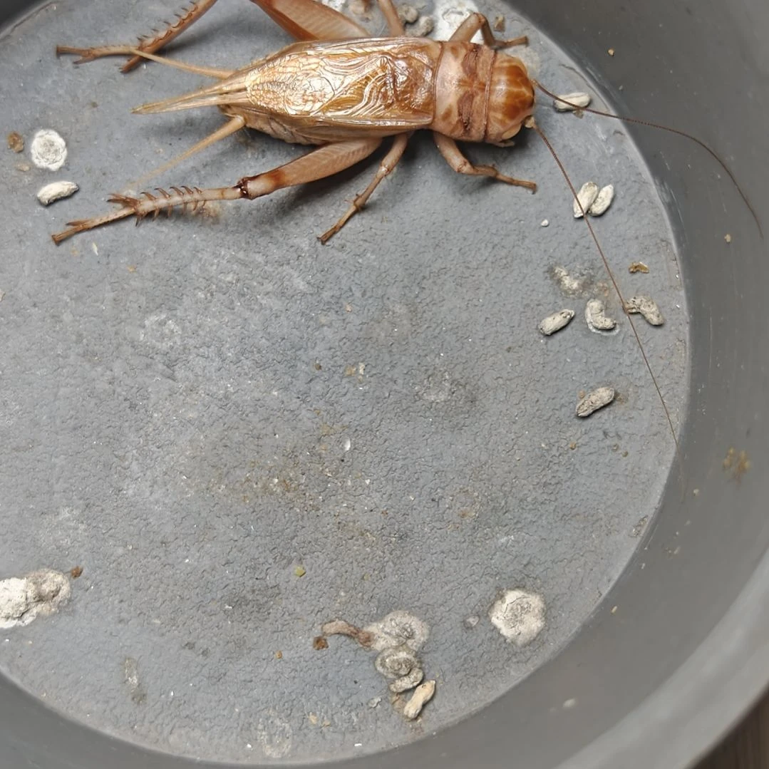 蟋蟀歪门邪调 账户30