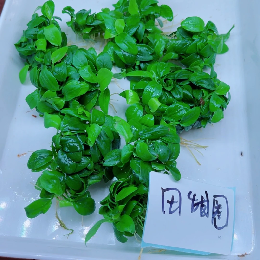 田***圈美小呆哇塞套餐一份