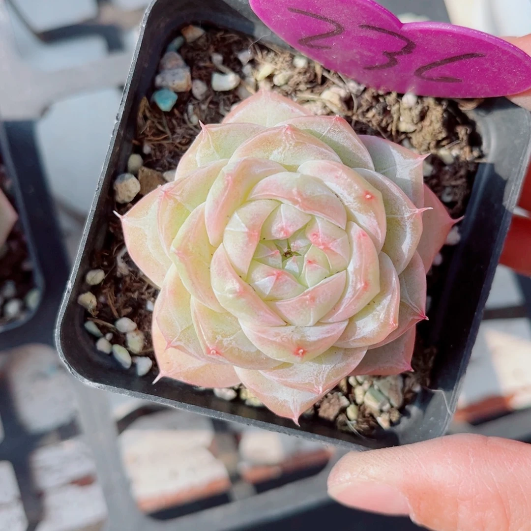 236号新品珍妮单头