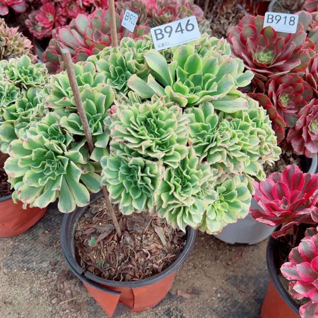 从***驴946绿豆沙多肉植物法师多肉植物