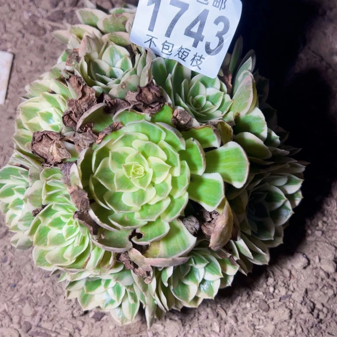 瑶光多肉植物1743