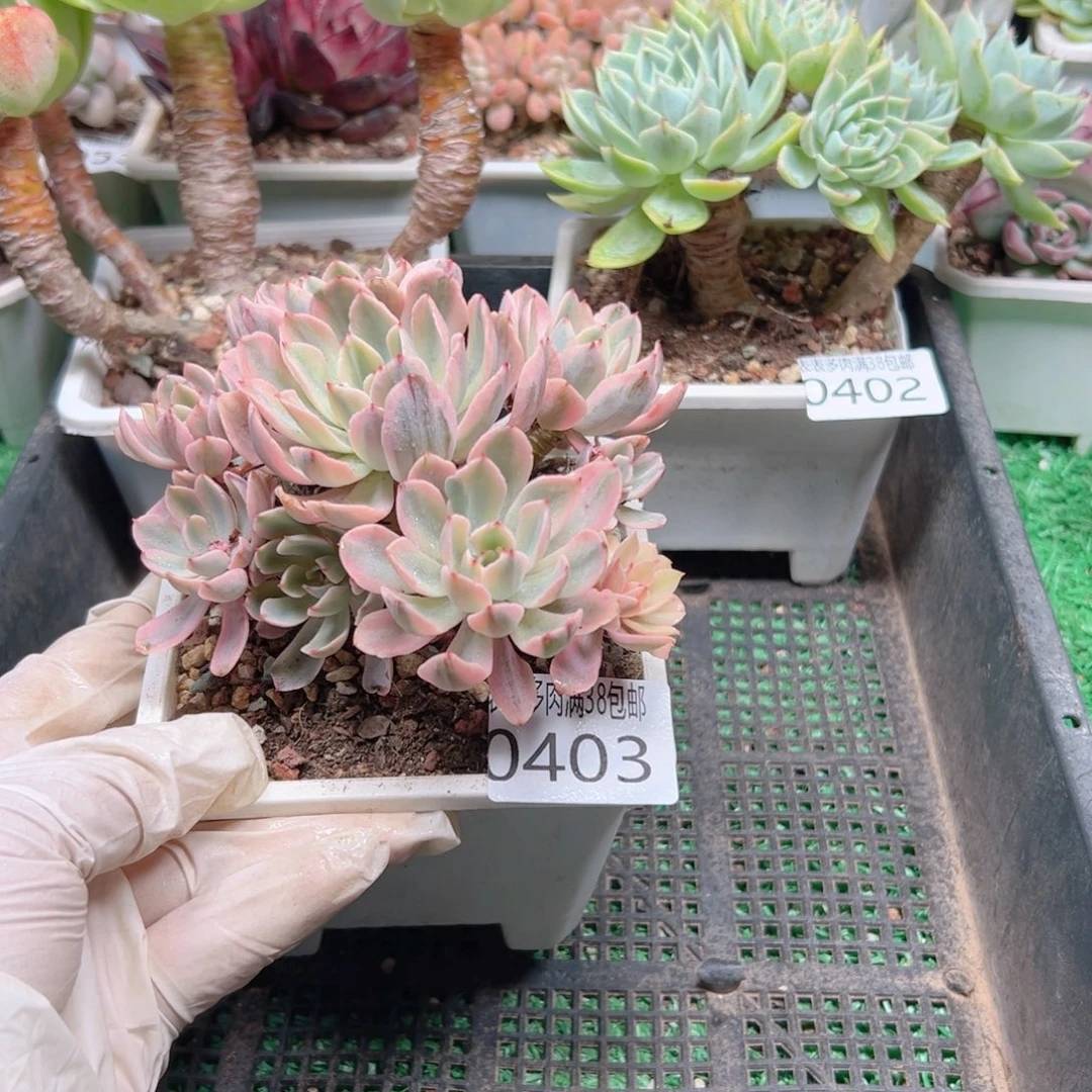 多肉一物一拍植物0403