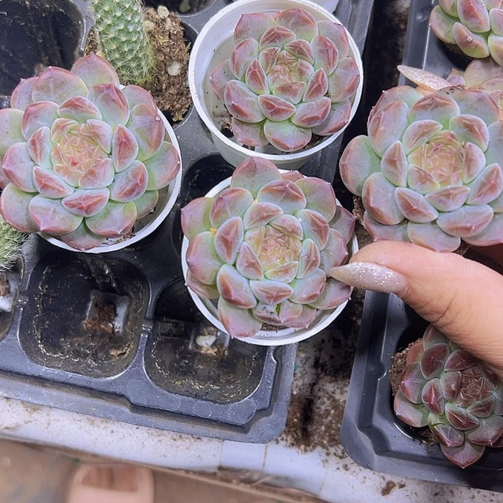 72孔琥珀送盆19包邮