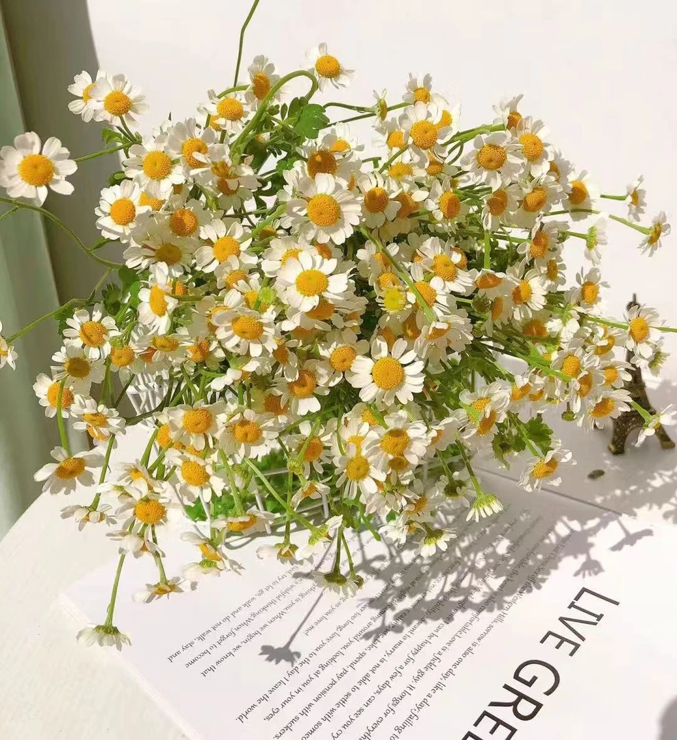 【洋甘菊AK】1把 基地直发 | 全场鲜花任意两单包邮