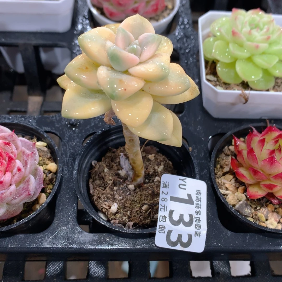 肉萌萌拇指盆精控多肉YU133