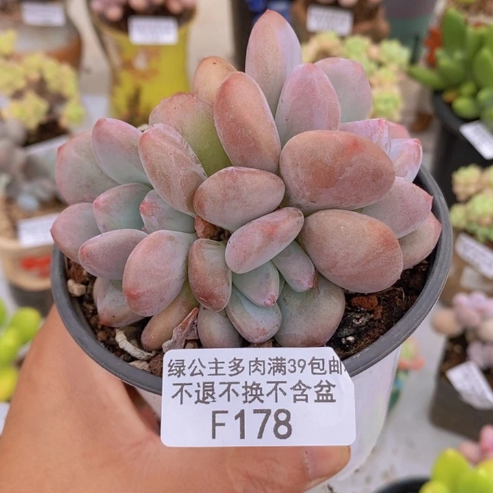 奥普琳娜9cm178多肉植物