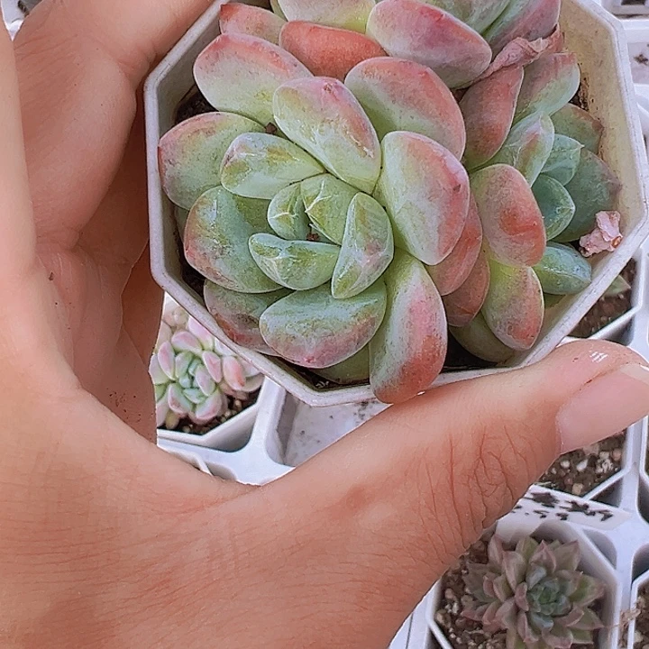k18多肉植物19包邮