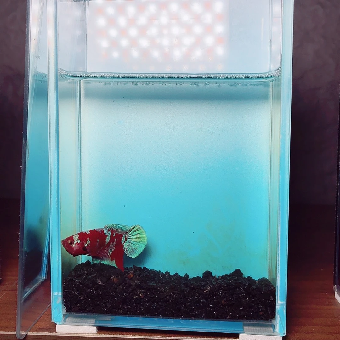 斗鱼彩金将军公鱼