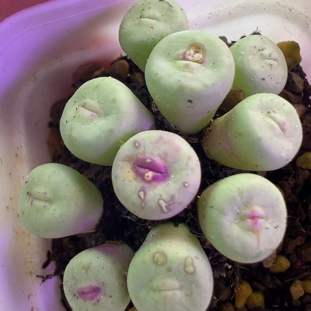 实生1380b 肉锥植物