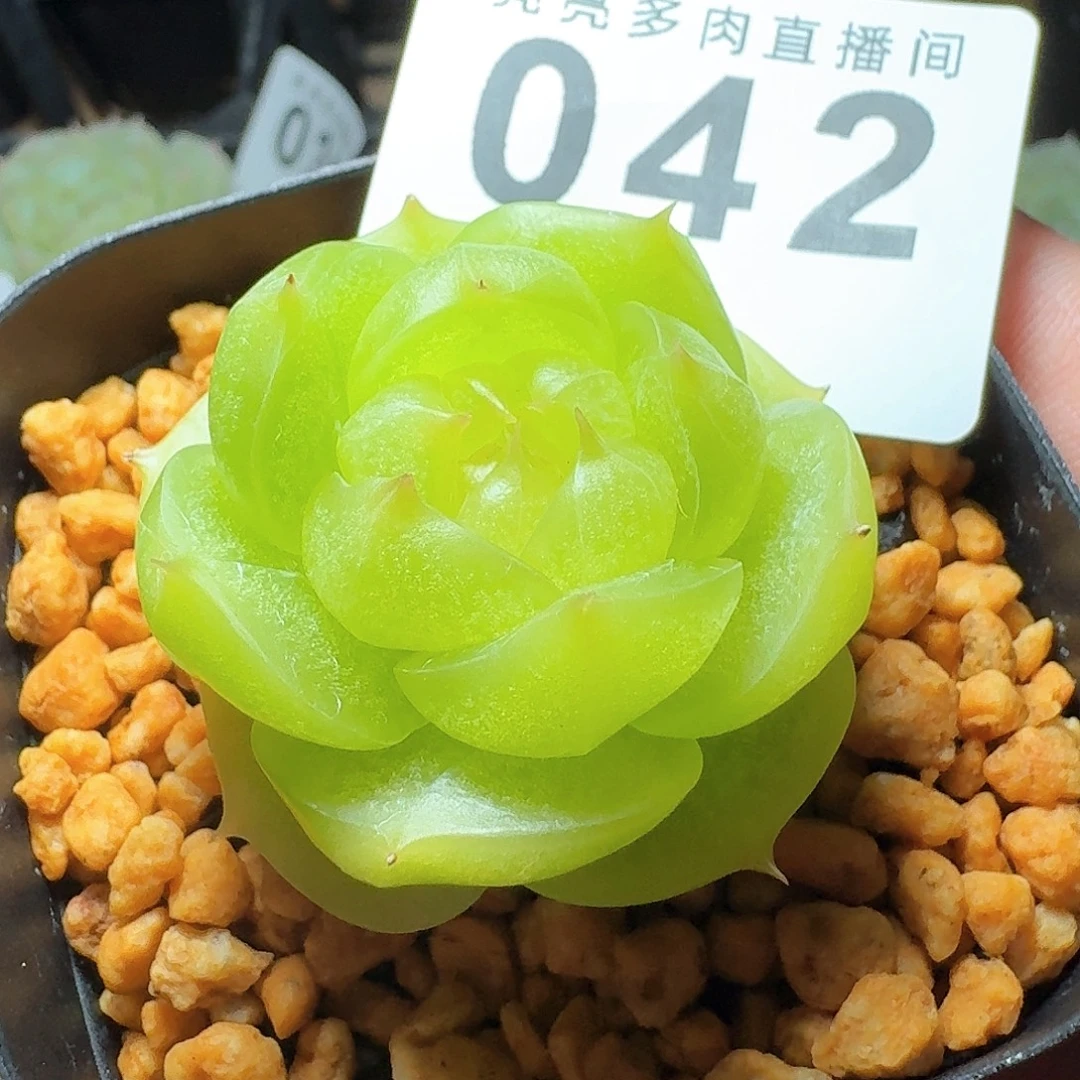 灵耀珍妮            精美多肉植物
