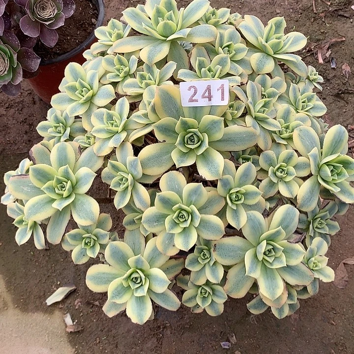 多肉植物星爆241号