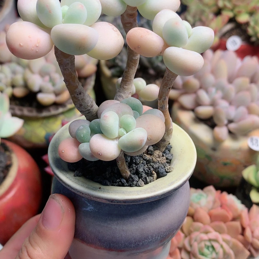 【闪购商品】楽*乐忆带盆