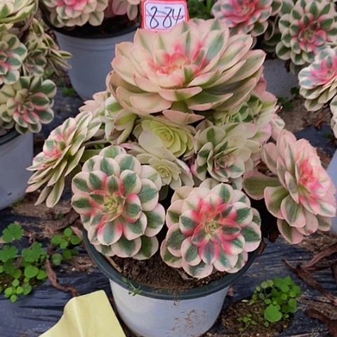 倾城老桩捧花884号