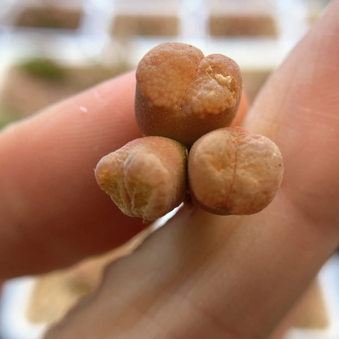 开播福利 肉锥植物