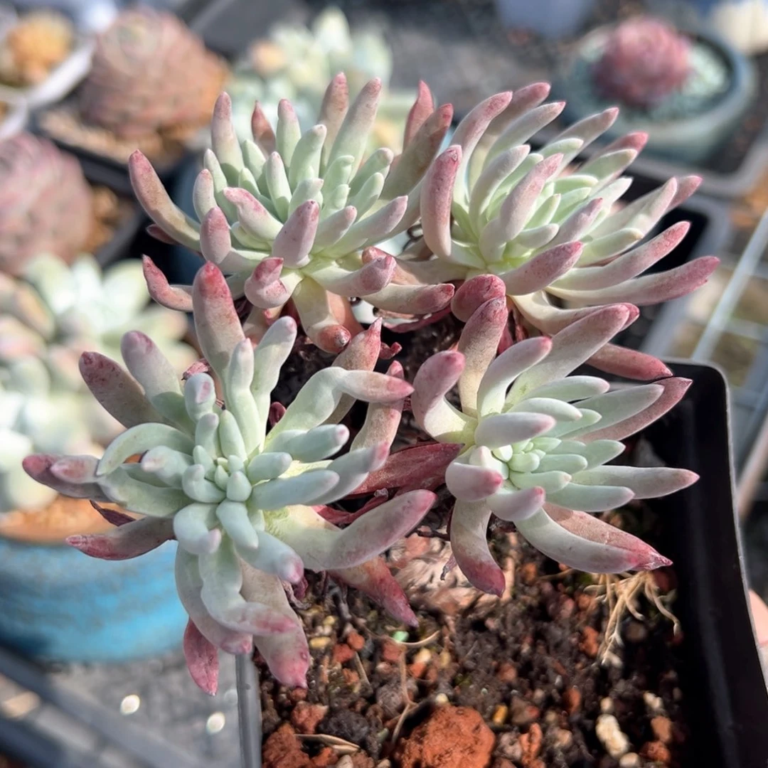 爱杜丽斯（满38包邮）多肉