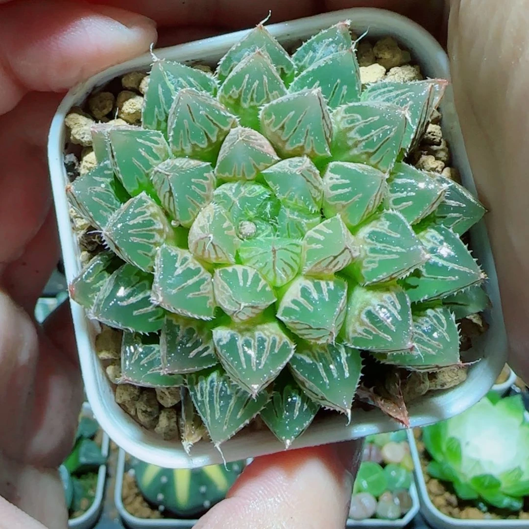 粉楼兰玉露多肉 