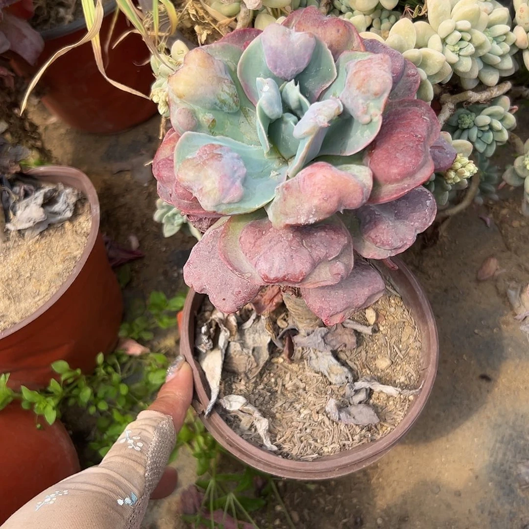 多肉植物多肉植物